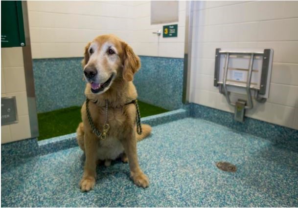 Indoor, post-security, airport dog relief area. Note large dog with ample room to turn-about.